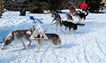 Activity for non-skiers, mushing